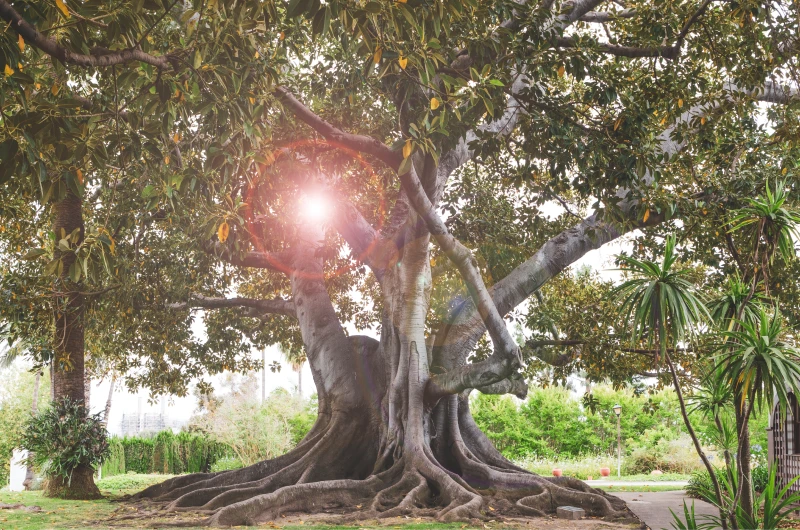 huge fig tree with unusual complex roots and solar
